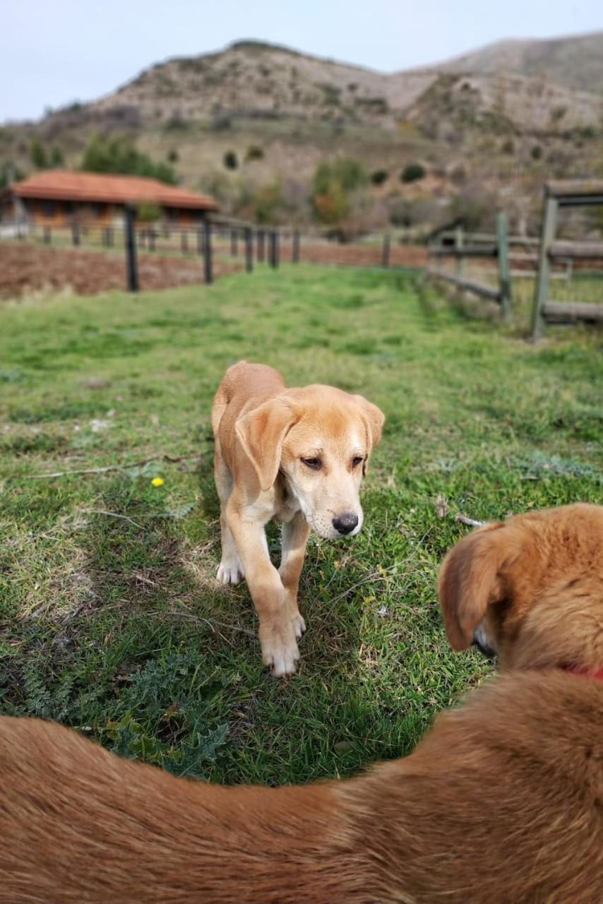 Orias Guesthouse & Farm Kalavryta Exterior foto